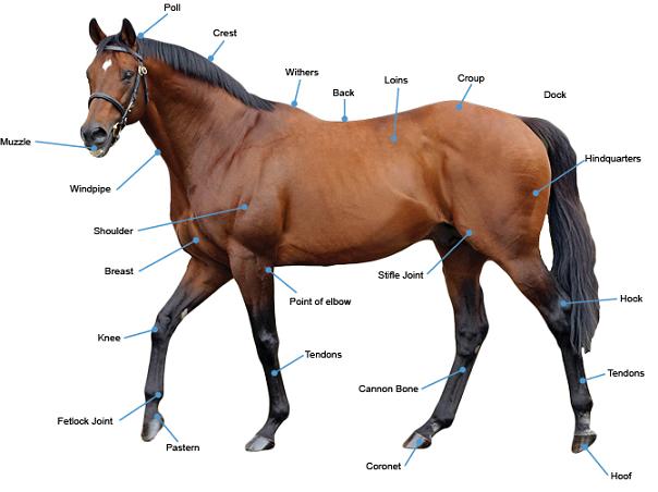 Beginner S Guide To Horses Racing New South Wales