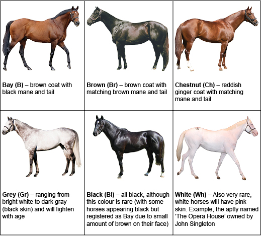 Thoroughbred Age Chart